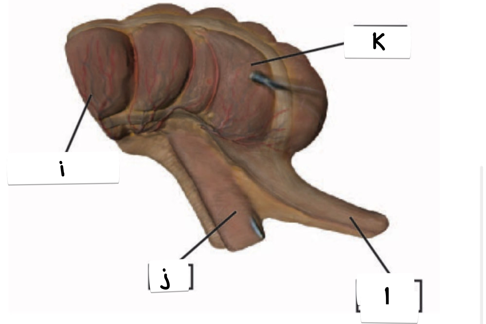 <p>what is labeled i on this diagram of the cecum?</p>