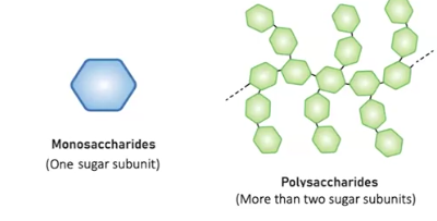 <p>Are complex carbohydrates made of many simple sugar units, known as monosaccharides, linked together by glycosidic bonds (covalent bonds).</p><p>They sever crucial roles as energy stores and structural compent in living organisms, with common examples including starch <strong>(primary energy source for plants</strong>) and glycogen <strong>(used for short-term energy storage in animals</strong>), and cellulose<strong> (a major structural components of plant cells walls and the most abundant organic molecule on earth)</strong>, and chitin <strong>(a structural __________ found in the exoskeletons of insects and crustaceans)</strong></p>