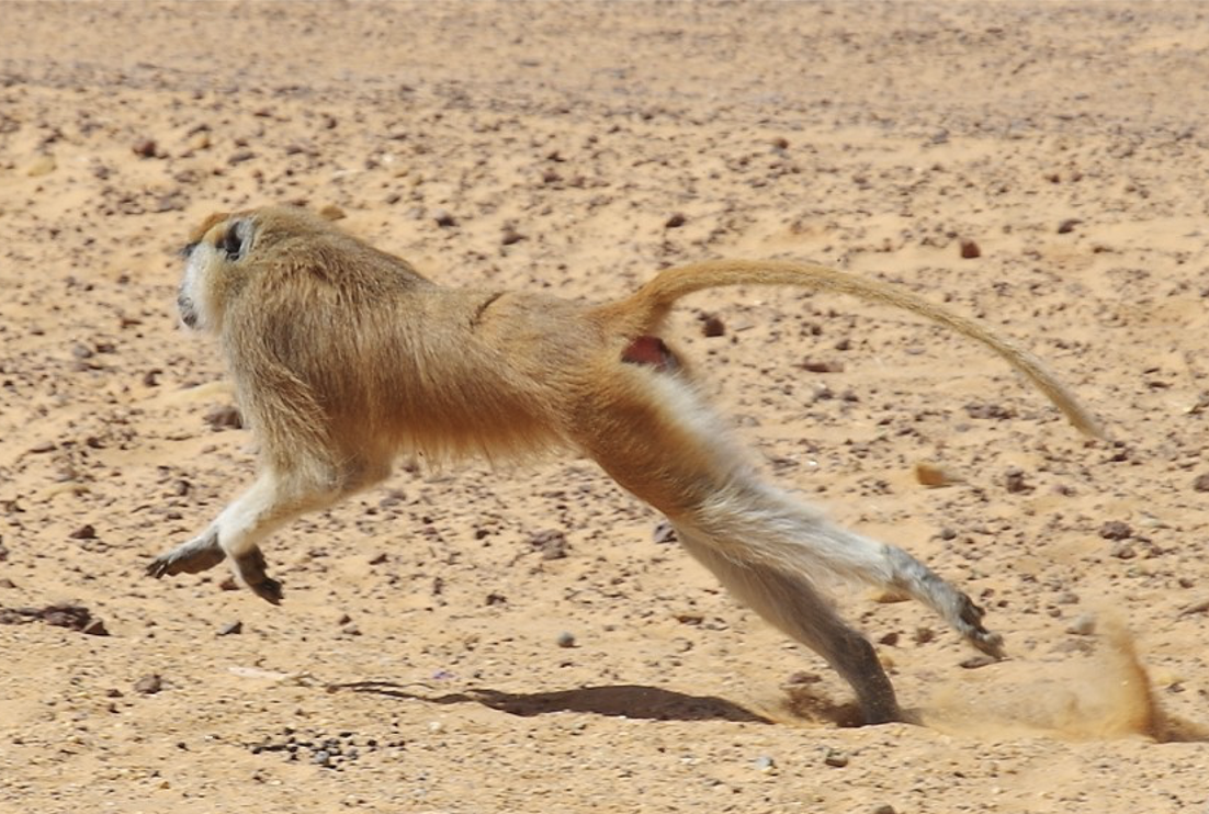 <p>Patas monkey</p>