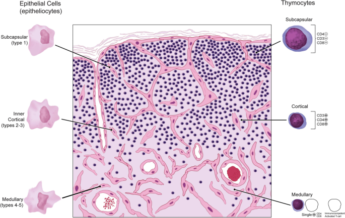 <p>What are the <strong>histological features</strong> of the<strong> thymus?</strong></p>