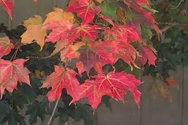 <p><span>Acer saccharum cv. / Sugar Maple</span></p>