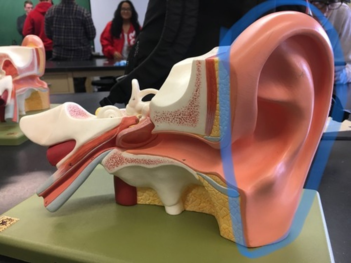 <p>The only visible part of the ear with its special helical shape.</p>