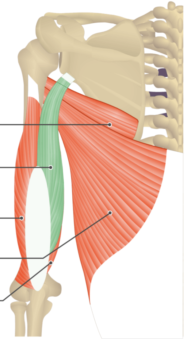 <p></p><p>origin: scapula</p><p>insertion: olecranon</p>