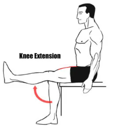 <p>procedure:</p><ol><li><p>subject sits on lab bench w/ both legs legs hanging freely</p></li><li><p>tester locates patellar tendon (inferior to patella) &amp; softly strikes it with wide end of rubber mallet</p></li></ol><p>effector → quadriceps femoris (anterior muscle of thigh)</p><p>normal response → slight extension of lower leg at the knee</p><p></p>
