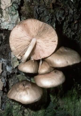 <p>Fawn or Deer Mushroom gills</p>