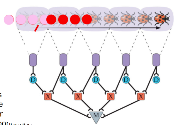 <p>hypothetical neural circuits for how the brain can track motion.</p><p>a cell in the brain receives input from two receptors in the eye (A then B), the input from A is delayed</p>