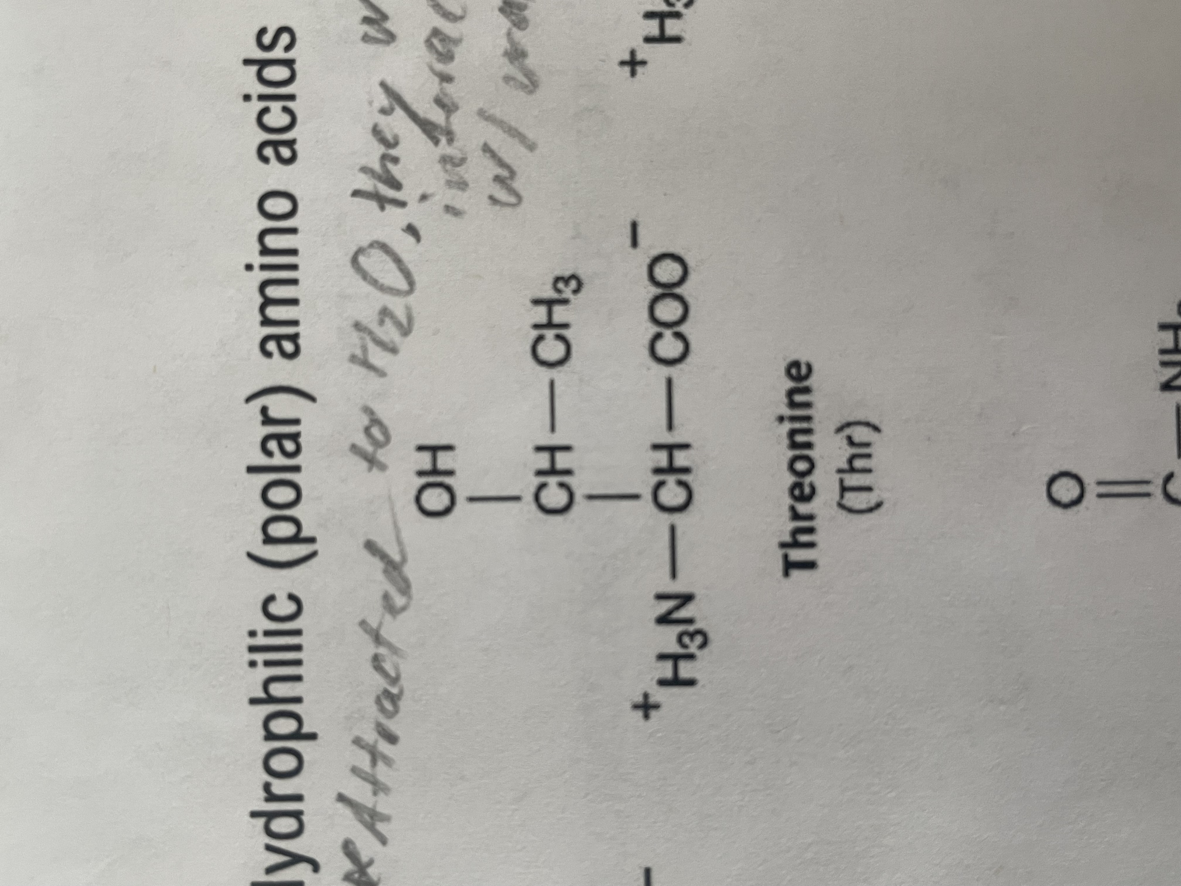 <p>polar (hydrophilic) </p>