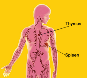 \-A gland in the chest

\-Supplies a set of hormones, thymosins, which cause special immune cells (T Cells) to mature

\
