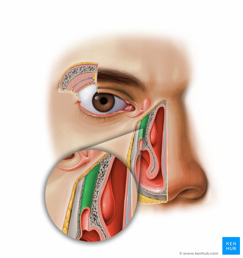 <p>Drains the lacrimal sac into the inferior meatus of the nasal cavity</p>