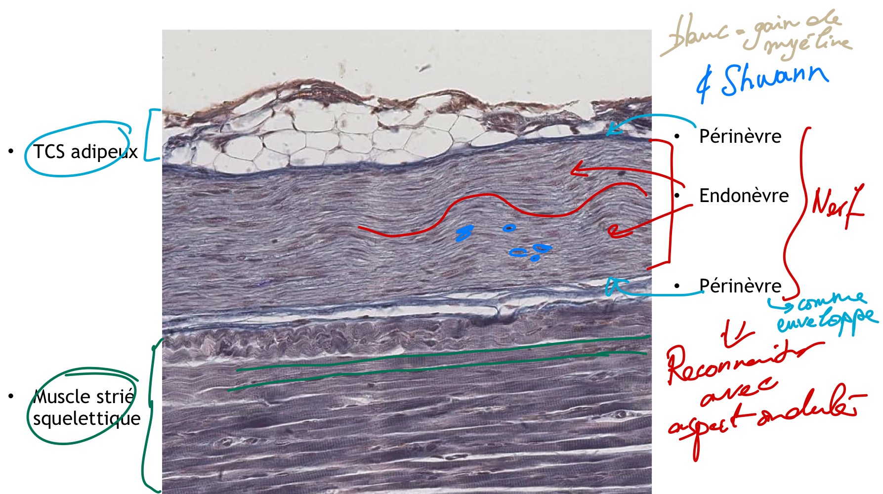 <p>MO, paraffine, TMB </p><p>Enveloppe du nerf (périnèvre, endonèvre + TCNS lâche et epinèvre + TCNSDI + TCS adipeux) </p><p>muscle strié squelettique </p>