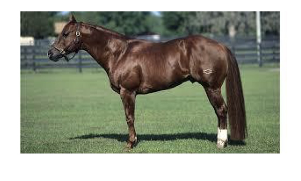 <p>what breed is this?</p>