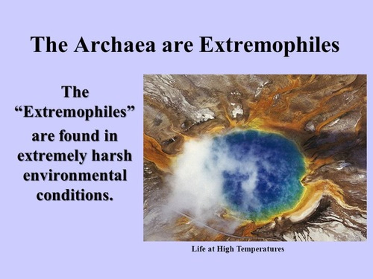 <p>Archaea are known as "extremophiles" because they "love" harsh environments such as the ones that existed on the primitive earth.</p>