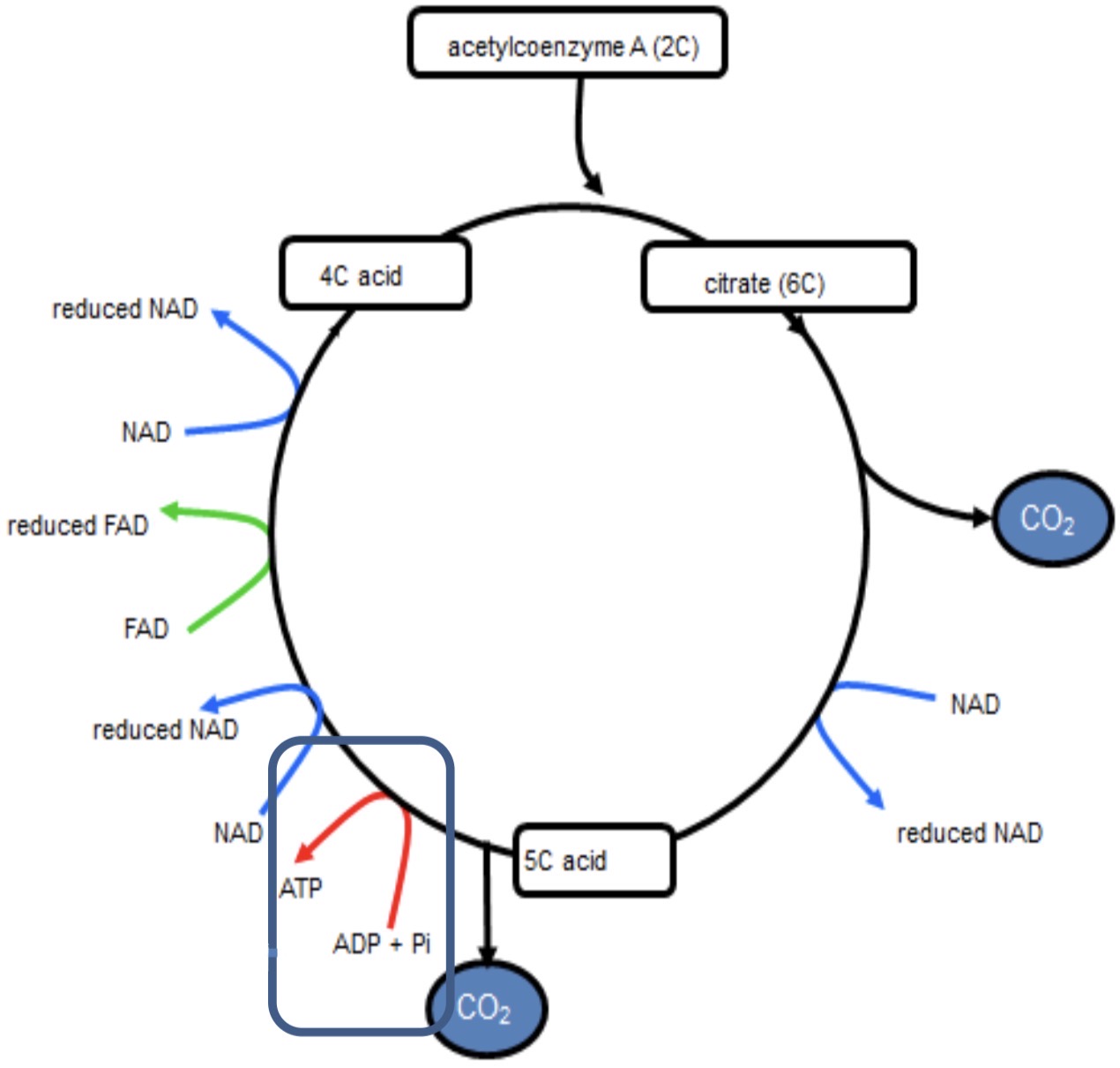 <p><strong><mark data-color="red" style="background-color: red; color: inherit">KREBS CYCLE- 5</mark></strong></p>