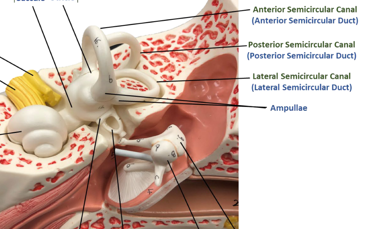 <p>You have 3 semicircular canals: Anterior, posterior, and lateral semicircular canals. These canals are bony labyrinth structures that contain membranous labyrinth structures known as semicircular ducts. The semicircular ducts include the anterior, posterior, and lateral semicircular ducts. </p>