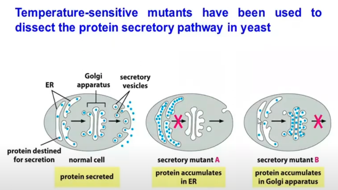 <p><strong>Trong tế bào nhân thực, trình tự vận chuyển của protein tiết ra ngoài tế bào thường đi theo con đường nào sau đây?</strong></p><p class="">A. Ribosome <span data-name="arrow_right" data-type="emoji">➡</span> Ti thể <span data-name="arrow_right" data-type="emoji">➡</span> Màng tế bào<br>B. Lưới <span data-name="arrow_right" data-type="emoji">➡</span> Bộ máy Golgi <span data-name="arrow_right" data-type="emoji">➡</span> Màng<br>C. Nhân <span data-name="arrow_right" data-type="emoji">➡</span> Ribosome <span data-name="arrow_right" data-type="emoji">➡</span> Màng tế bào<br>D. Bộ máy Golgi <span data-name="arrow_right" data-type="emoji">➡</span> Lưới nội chất <span data-name="arrow_right" data-type="emoji">➡</span> Nhân</p>