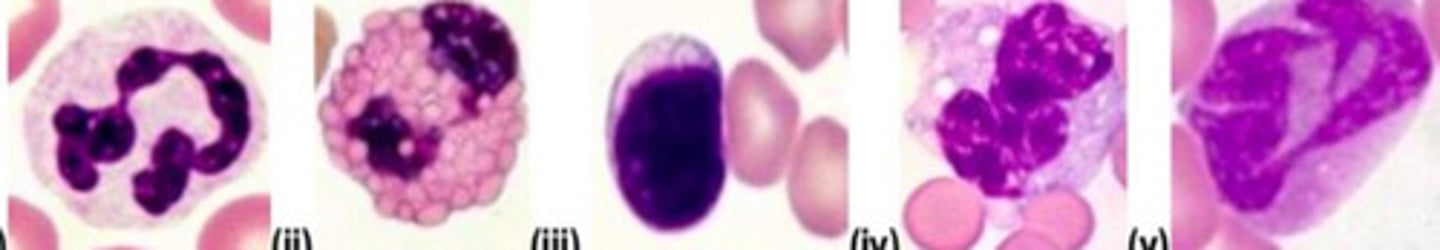 <p>Which species is v belonging to?</p>