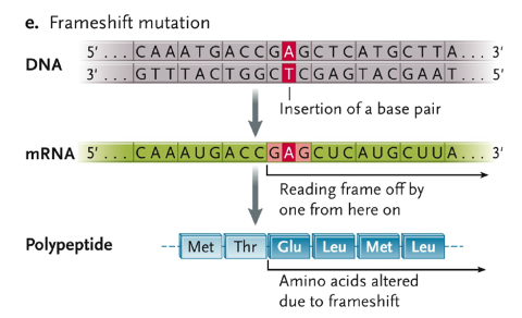 <ul><li><p>insertion of a base pair</p></li><li><p>reading frame off by one from here on</p></li><li><p>amino acids altered due to frameshift</p></li></ul>