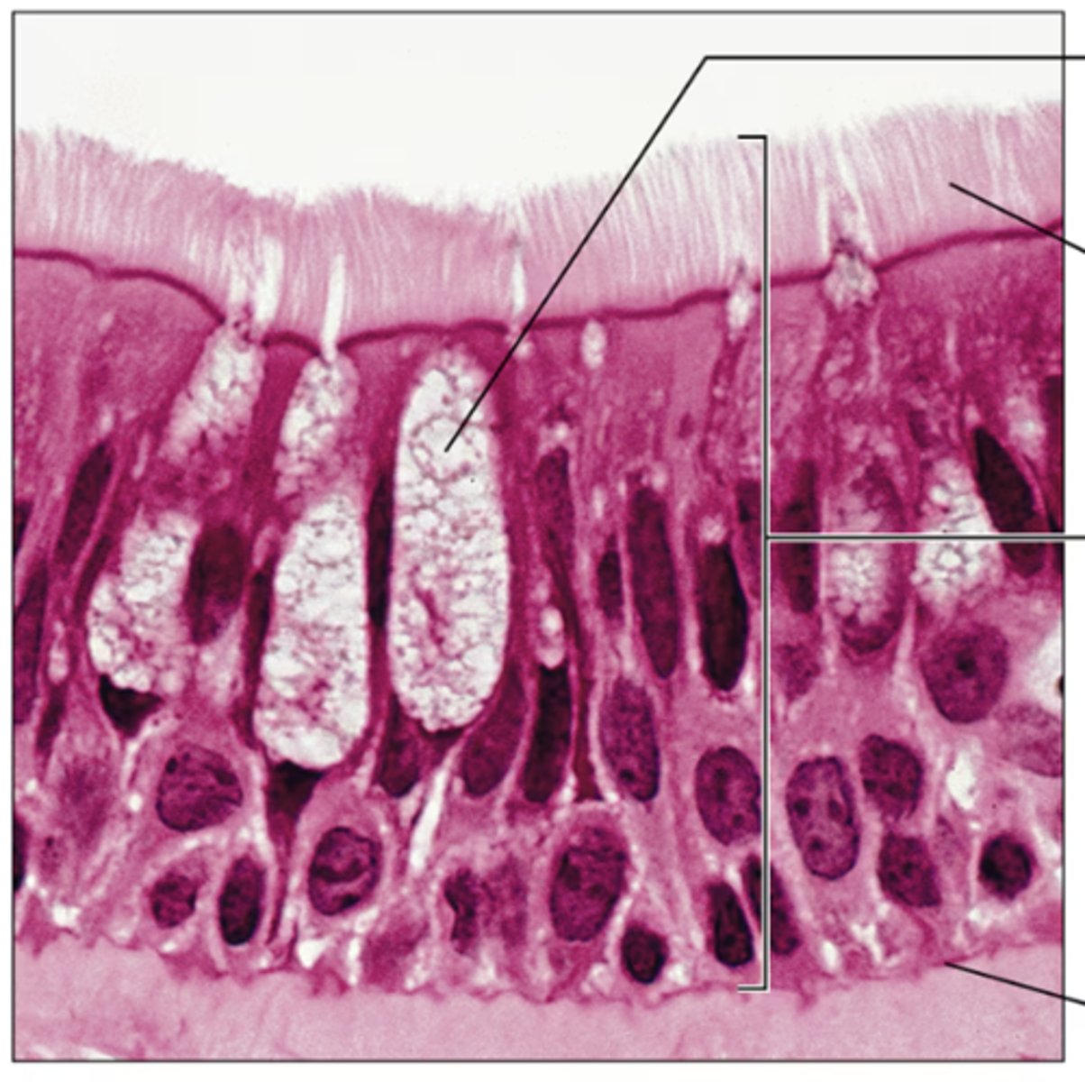 <p>Identify the tissue.</p>