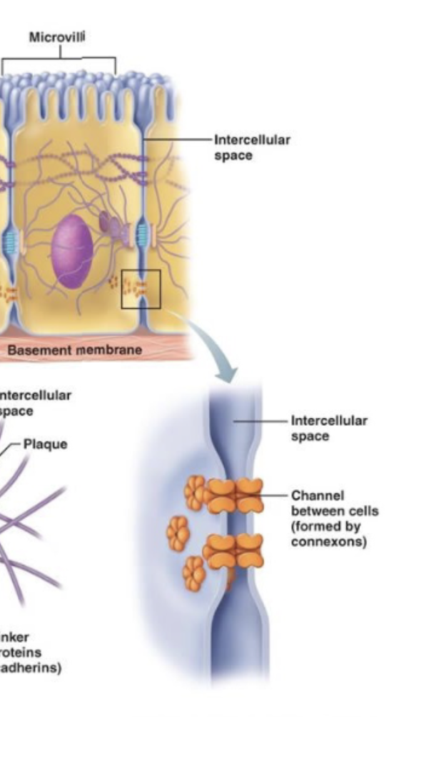 <ul><li><p>Communication</p></li><li><p>Tunnels that allow movement of chemicals or charge from one cell to another</p></li><li><p>Cell to cell</p></li><li><p>Like in cardiac cells (charge)</p></li></ul><p></p>