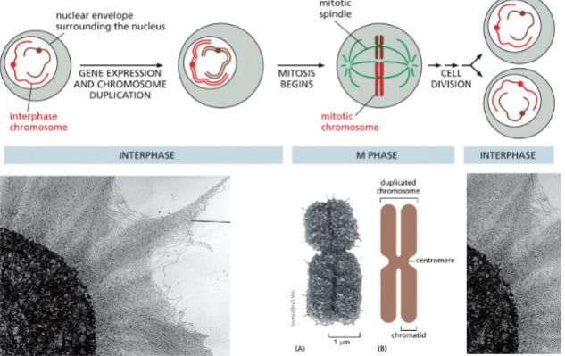 <p>23 pairs in humans</p><ul><li><p><u>each chromosome contains a single, long, linear DNA molecule</u> and associated proteins — CHROMATIN</p></li><li><p><u>chromatin is dynamic</u> — accessible or transcription, replication, and repair</p></li></ul><p></p>
