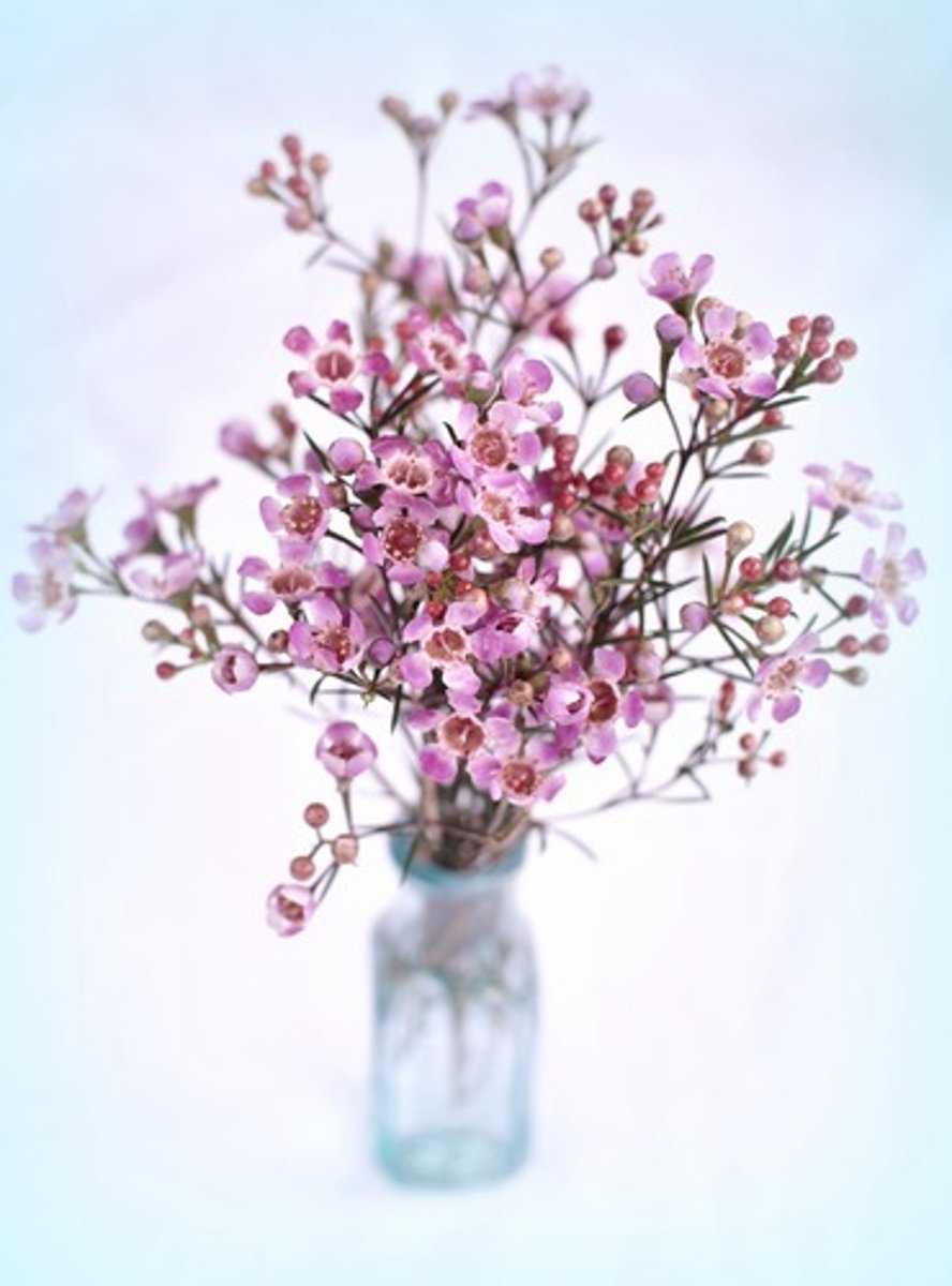 <p>Chamelaucium; Filler</p>