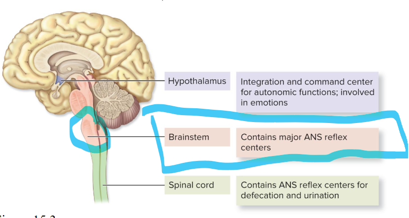 <p>major ANS reflex centers</p>