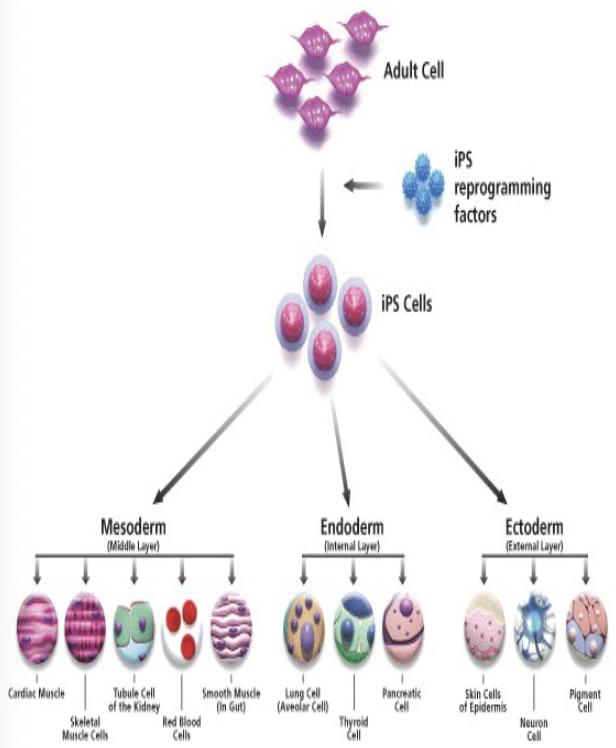 <ul><li><p><span><span>Induced Pluripotent Stem Cells (iPSCs)</span></span></p></li><li><p><span><span>won the 2012 Nobel Prize</span></span></p></li></ul><p></p>