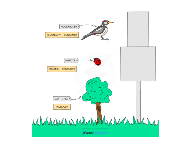 <p>No</p><p>-the size of the of the organism is also important</p><p>-one larger organism, like an oak tree in the pyramids below contains enough energy to support many smaller organisms (the insects)</p>