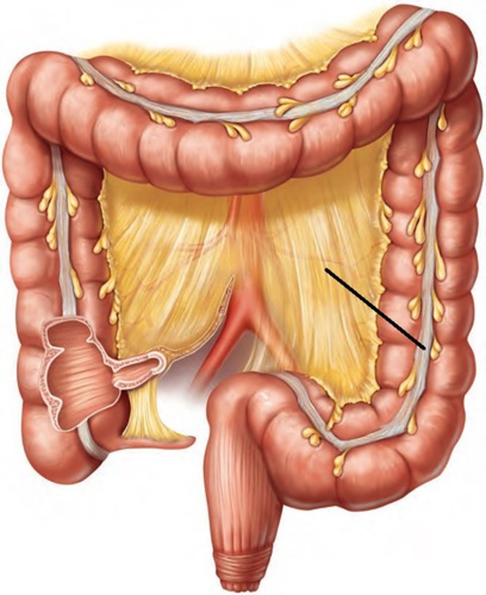 <p>- Ribbon-like muscular structure w/ muscular tone along the length of the large intestine<br>- Contractions pull on large intestines to form 'segmentations' called haustra</p>