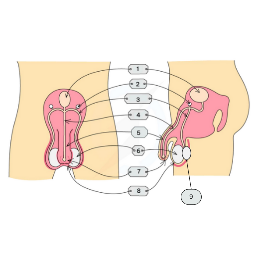 <p>This is the Male Reproductive organ. Name labels 1-9</p>