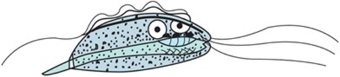 <p>This protozoan flagellate causes spontaneous abortion in pregnant cattle and is considered</p><p>a sexually transmitted parasite.</p>