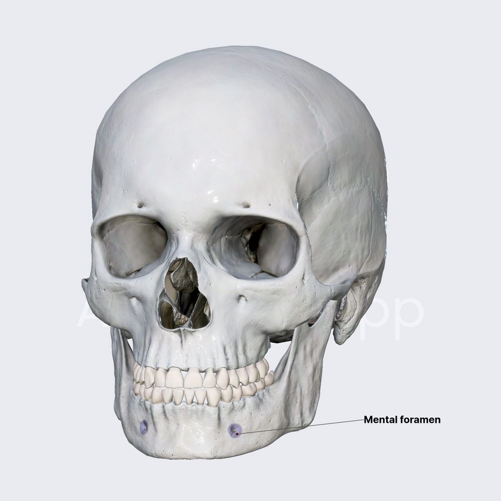 <p>mandible</p>