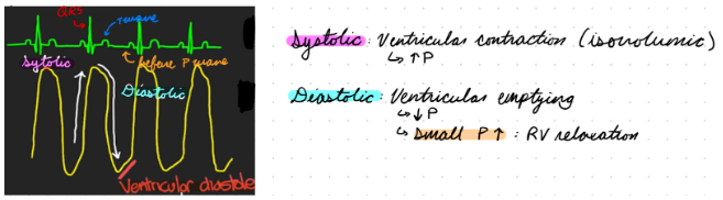 <p>Systolic Pressure: Ventricular contraction</p><ul><li><p>Increase pressure</p></li><li><p>Higher than right atrium</p></li><li><p>During QRS and systole</p></li></ul><p>Diastolic Pressure: Pulmonic valve opens for ventricular emptying</p><ul><li><p>Decrease pressure</p></li><li><p>Same as right atrium</p></li><li><p>During T wave and late systole</p></li><li><p>Small pressure increase: Ventricular relaxation</p><ul><li><p>Before P wave</p></li></ul></li></ul><p></p>
