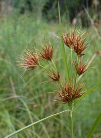 Horned beak sedge
