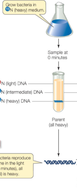 <ul><li><p>One sample was kept at 15N and the other was switched to 14N </p></li><li><p>Sample at 0 mins: found double stranded molecule with 15N and sunk down further (from sample with 15N)</p></li><li><p>Interpretation: All bacteria is heavy </p></li></ul><p></p>