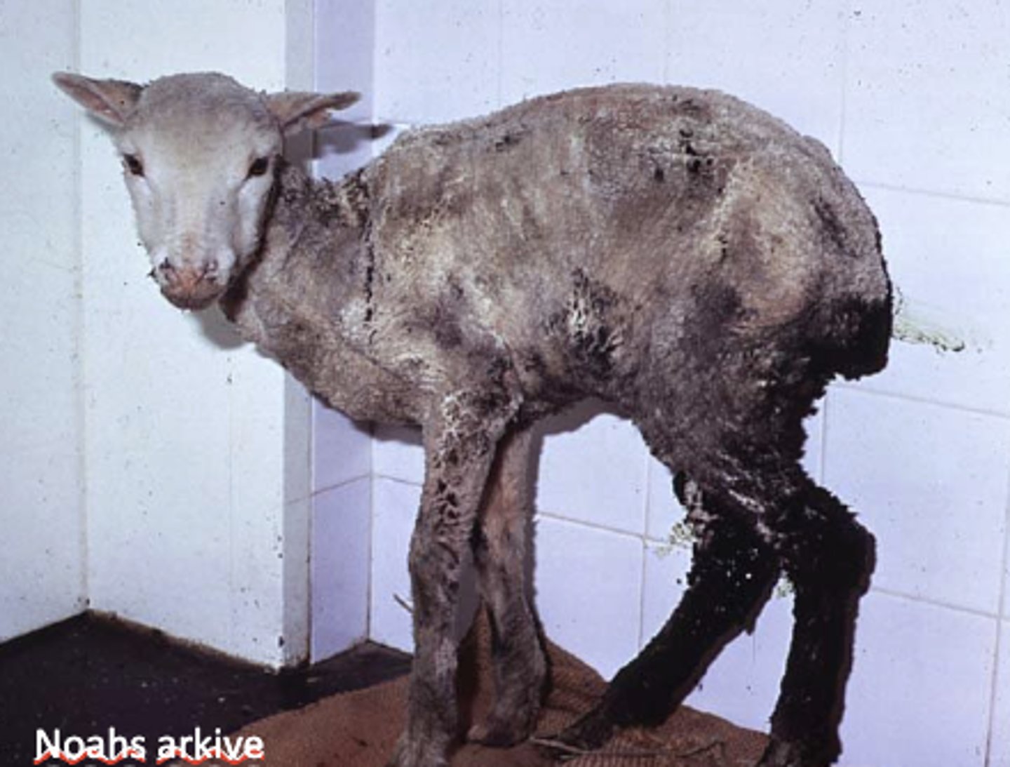 <p>What has caused this poor body condition of this lamb?</p>