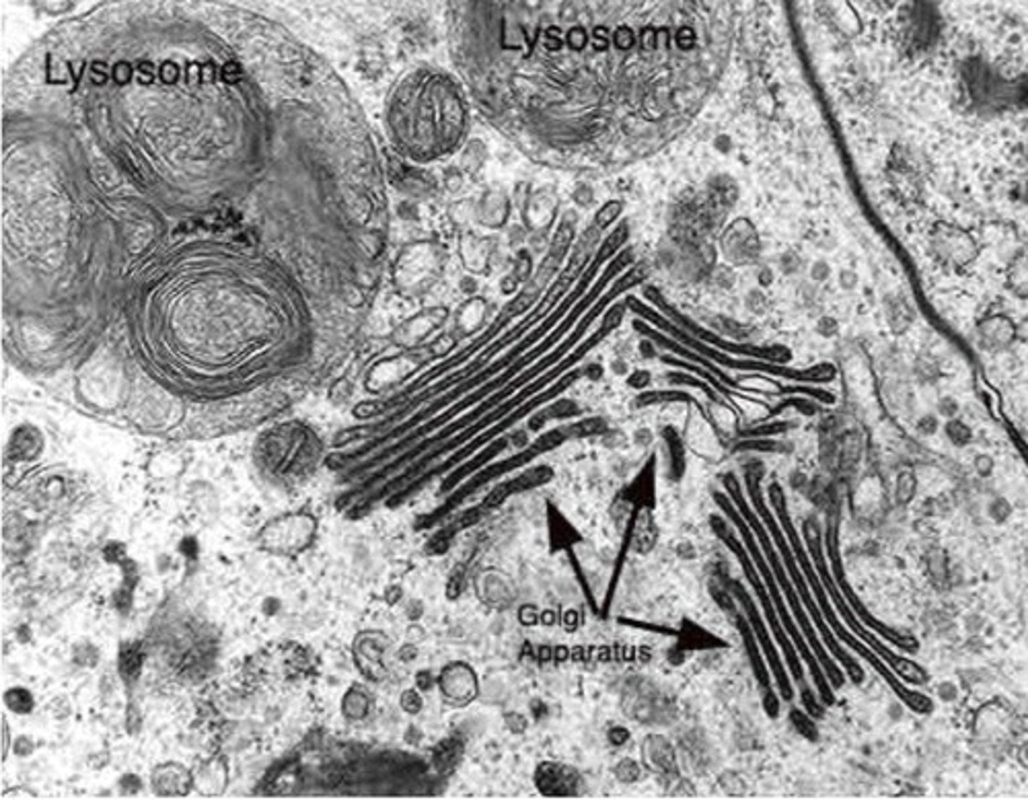 <p>3 to 4 curved cisternae single membrane bound. many vesicles associated with it </p><p>Golgi apparatus modifies proteins by adding a lipid or a carb</p><p>Produces lysosomes<br>packages protein into secretory vesicles</p>