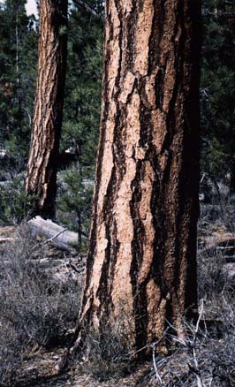 <p>What tree is this?</p>