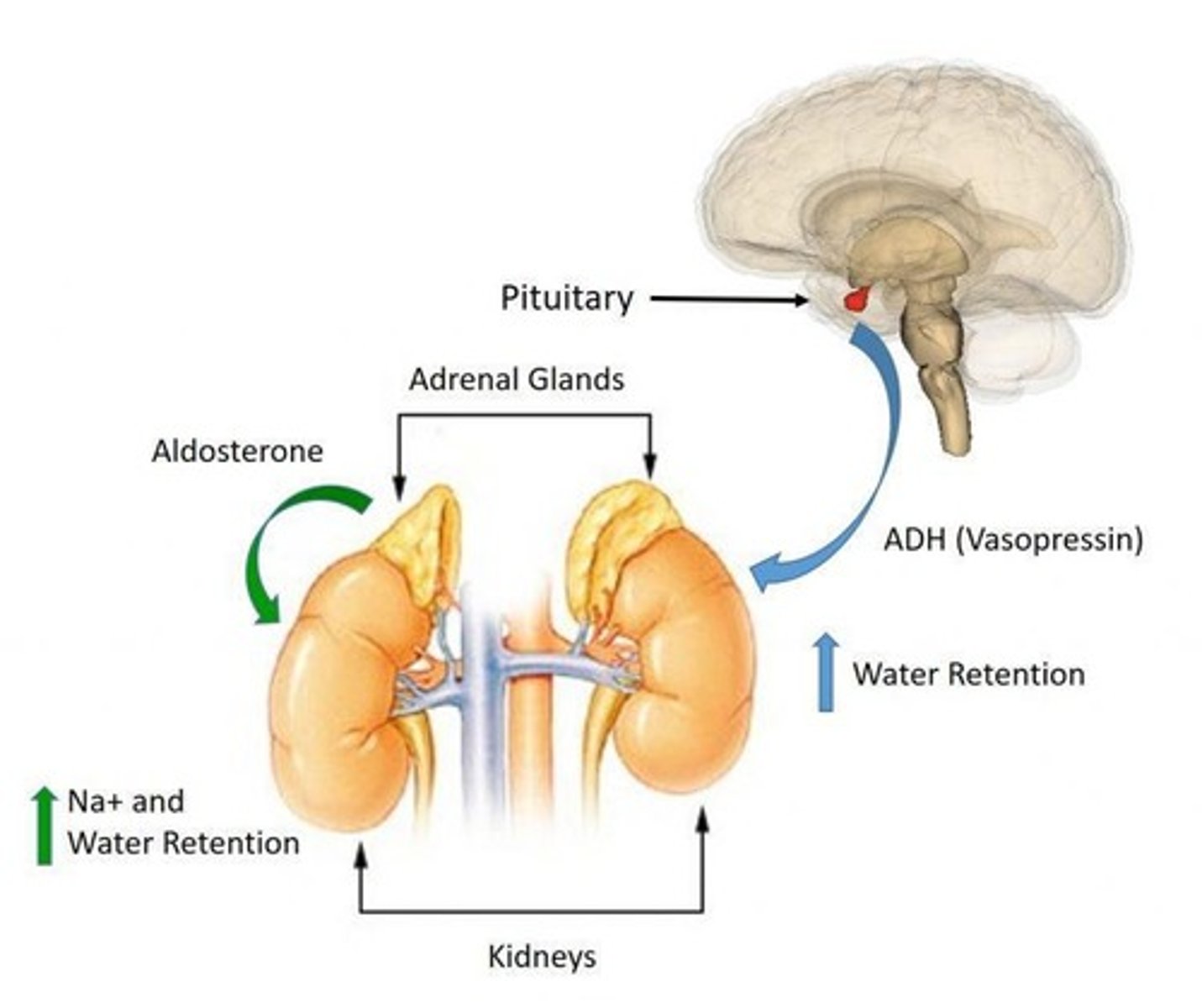 <p>A hormone produced by the hypothalamus that causes water retention in the kidneys when blood osmolality increases.</p>