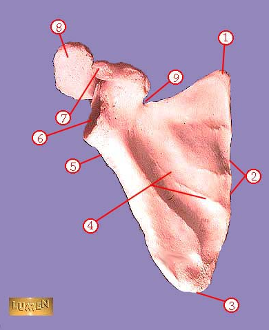 <p><span>Identify bone marking number 4.</span></p>