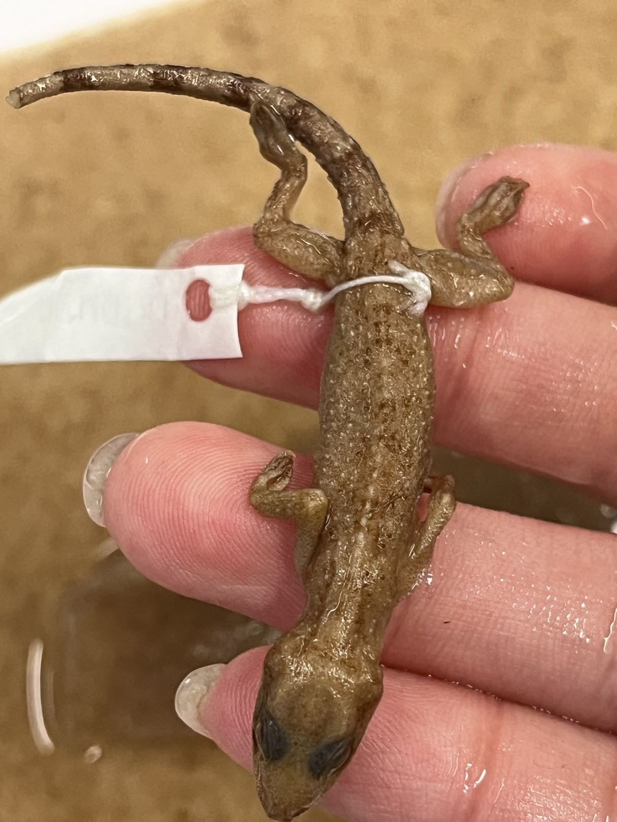 <p>Suborder + Family?<br>- leaf toed</p><p><100 species</p>