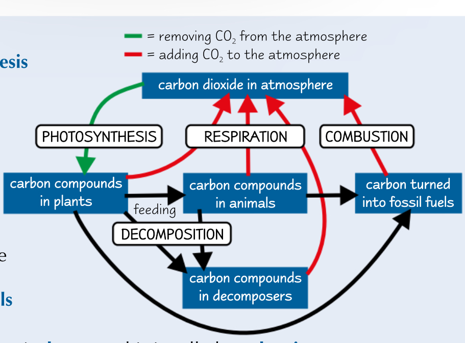 <ul><li><p>Carbon is absorbed by plants during photosynthesis.</p></li><li><p>Carbon is passed onto animals when they eat the plants and to decomposes when they eat the dead organic matter.</p></li><li><p>Carbon is returned to the atmosphere during respiration.</p></li><li><p>If dead organic matter ends up in places where there aren’t any decomposers, carbon compounds can be turned into fossils.</p></li><li><p>Carbon in fossil fuels is released as CO2-combustion.</p></li></ul>