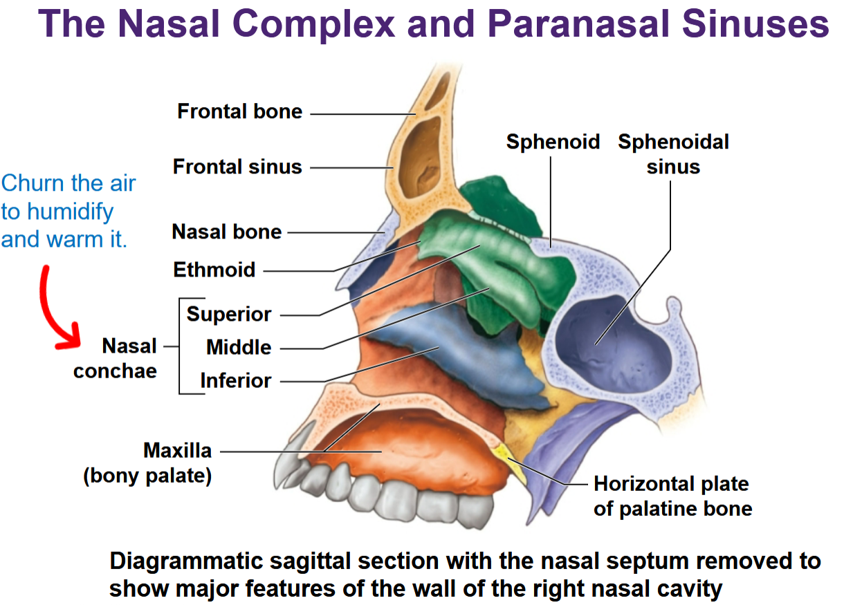 <p>Nasal complex</p>