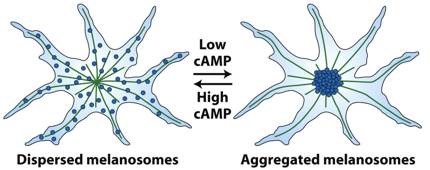 \
* Where are the microtubule (+) ends and (-) ends ? 
  * - by the centrosome, + are outward
* Are Kinesins or Dyneins important for melanosome localization in high cAMP ? 
  * kinesins
* Are Kinesins or Dyneins important for melanosome localization in low cAMP ? 
  * Dyneins 
* What will melanosome organization look like if you treat cells with taxol ? 
  * Move just fine
* What will melanosome organization look like if you treat cells with nocodazole ? 
  * No melanosome organization
* What happens when you wash away the nozodazole or taxol ?
  * Regrowth from centrosome and grow out and are normal