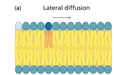 <p><strong>Lateral </strong>diffusion (fast + free)</p><ul><li><p>little enegry barrier</p></li></ul><p></p>