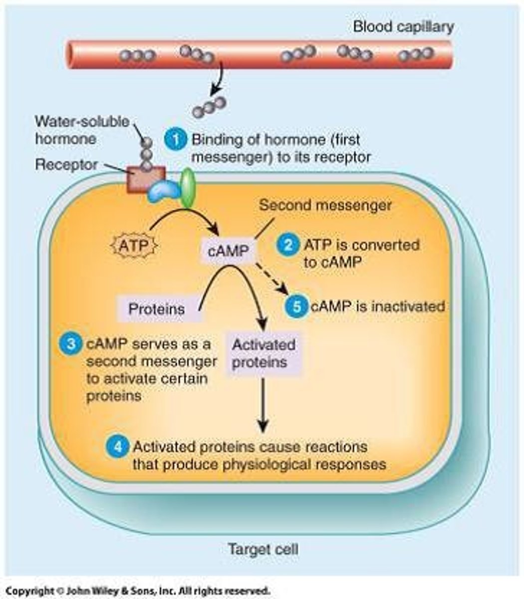 <p>They bind to receptors on the cell membrane and require a second messenger to activate a response.</p>