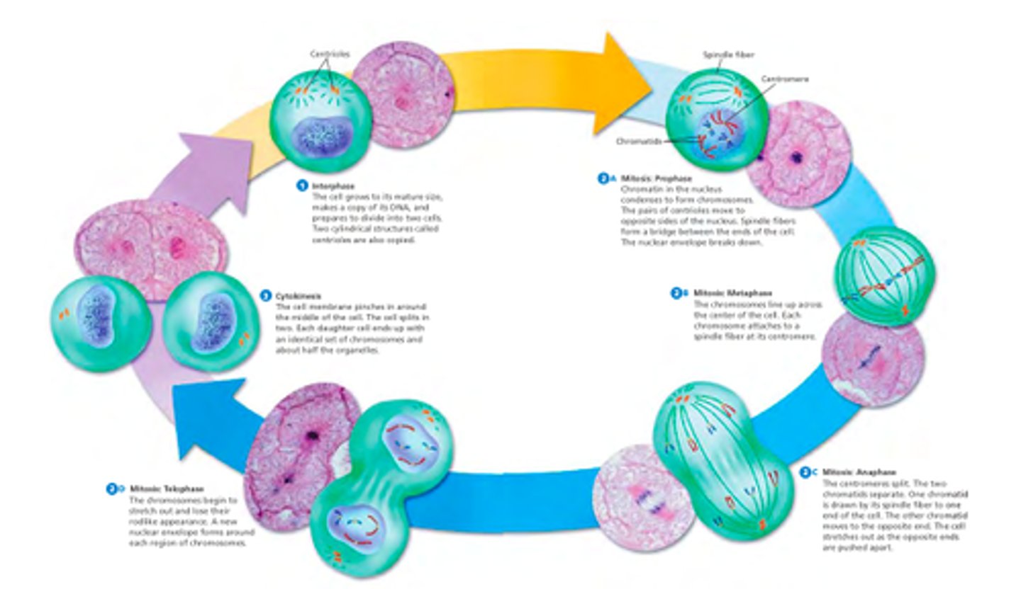 <p>the regular sequence of growth and division that cells undergo.</p>