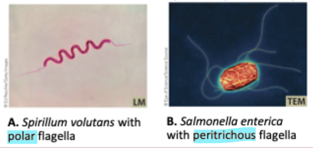 <p>Spiral, hollow, rigid filaments that help a cell move. Can be polar or peritrichous, and inside the periplasm or outside the cell</p>