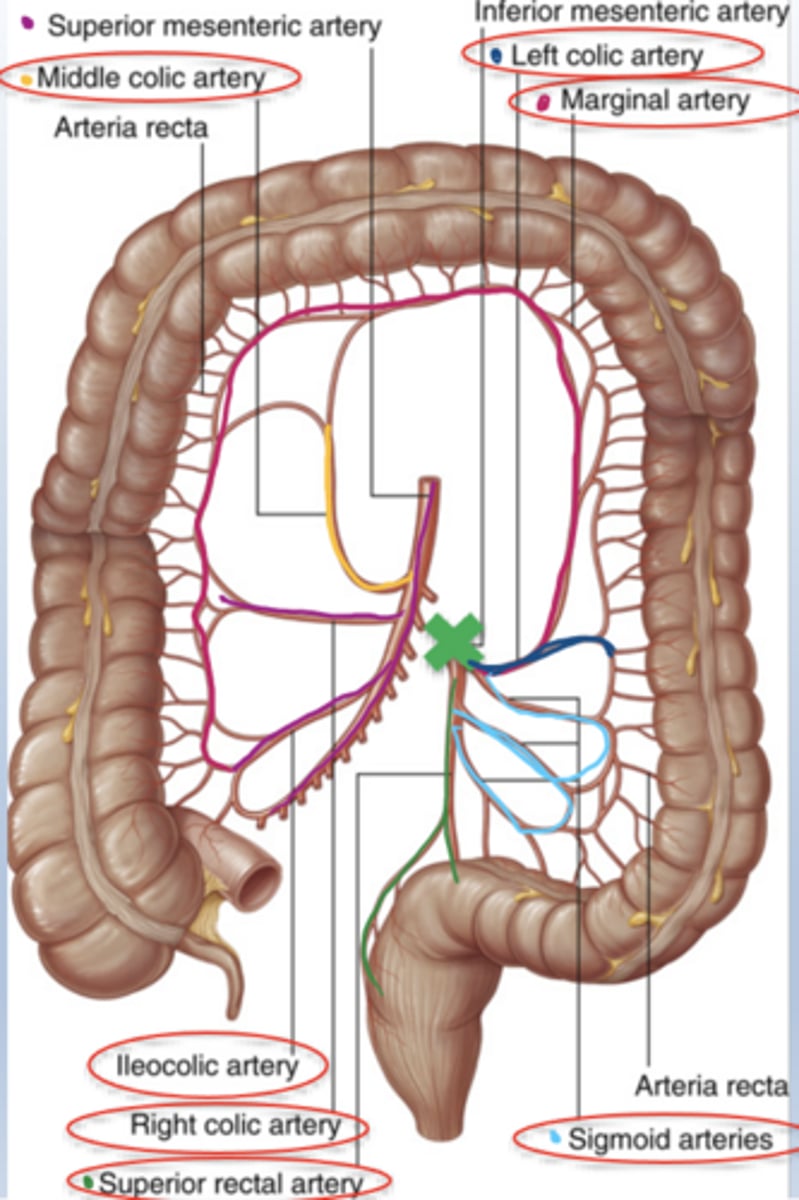 knowt flashcard image