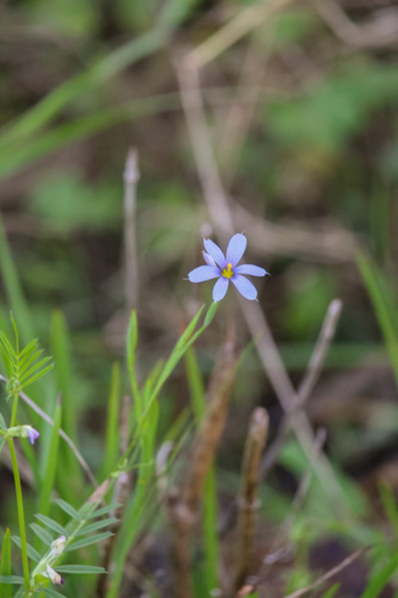 <p>what is the name of the plant pictured here?</p>